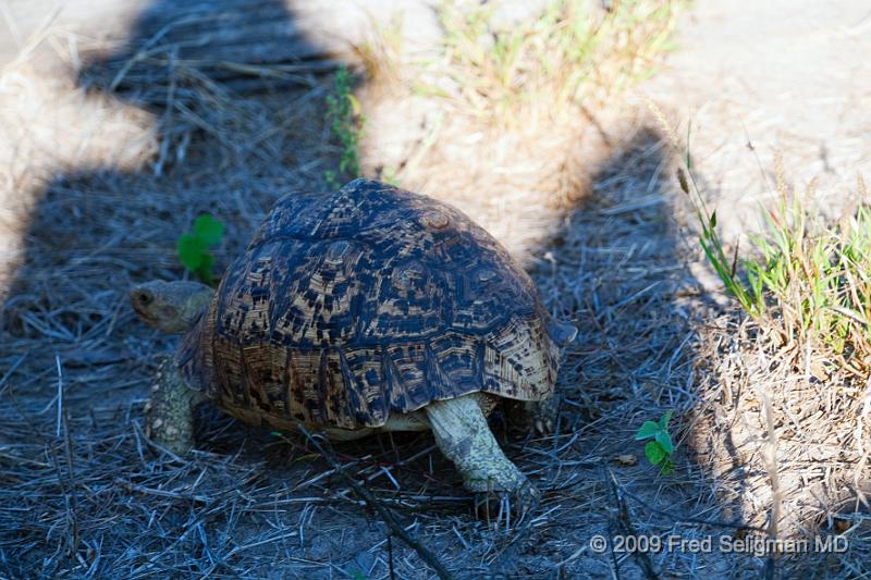 20090613_163116 D3 X1.jpg - Turtle, Okavango Delta, Botswana